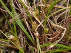 Juncus pusillus