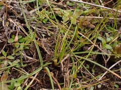 Juncus pusillus