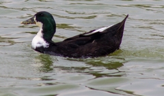 Anas platyrhynchos domesticus