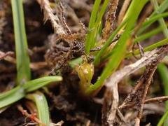 Juncus pusillus