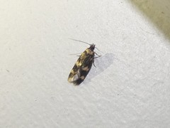 Catadoceta xanthostephana