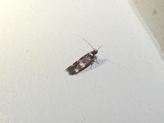 Catadoceta xanthostephana