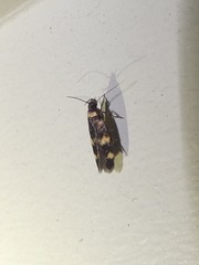 Catadoceta xanthostephana