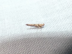 Anatrachyntis rileyi