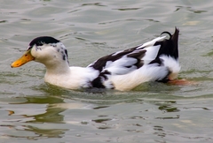 Anas platyrhynchos domesticus