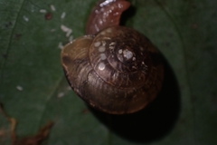 Nitor subrugatus