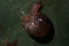 Nitor subrugatus
