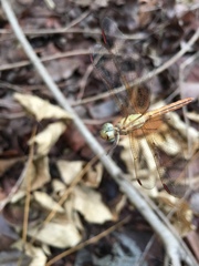 Neurothemis intermedia
