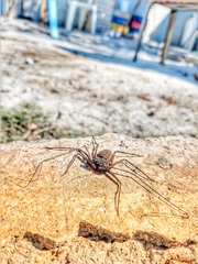 Phrynus operculatus