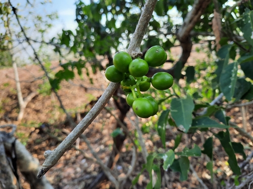 Tinospora baenzigeri