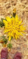 Asteraceae
