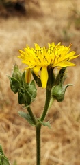 Asteraceae