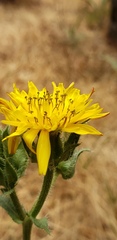 Asteraceae