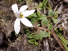 Lobelia perpusilla