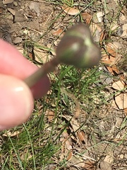 Zephyranthes chlorosolen