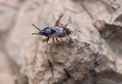 Lamproceps antennatus