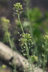 Camelina microcarpa