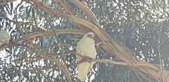Cacatua sanguinea gymnopis
