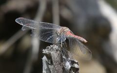 Sympetrum nigrifemur