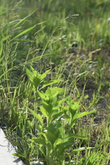 Poa acroleuca