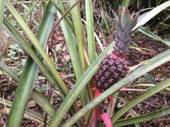 Ananas comosus comosus