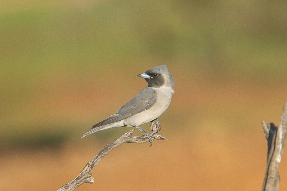 Masked Woodswallow illustration