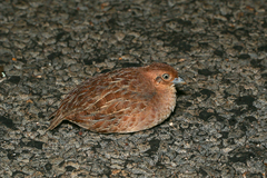 Turnix velox