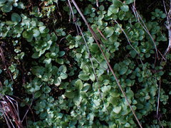 Erythranthe alsinoides