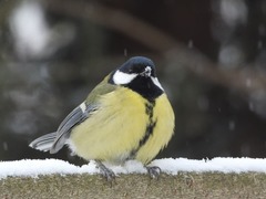 Parus major