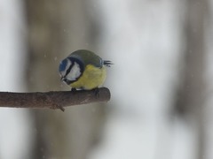 Cyanistes caeruleus