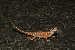 Slater's Dragon photo 5