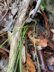 Lomandra gracilis