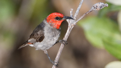 Myzomela erythrocephala