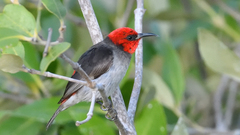 Myzomela erythrocephala