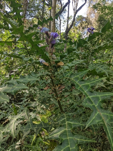 Acanthus eminens, photograph 4