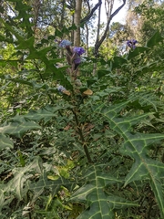 Acanthus eminens, photograph (c) Elliot Kulakow, some rights reserved (CC BY)