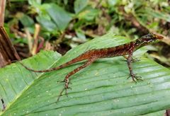 Anolis ventrimaculatus