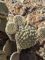 Opuntia microdasys