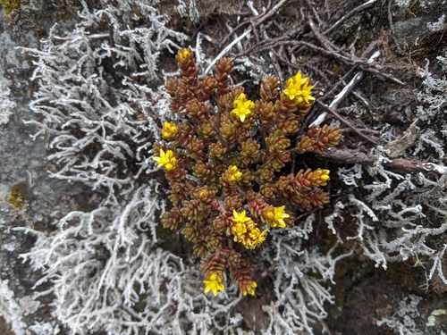 Sedum ruwenzoriense