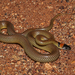 Orange-naped Snake - Photo (c) dhfischer, some rights reserved (CC BY-NC), uploaded by dhfischer