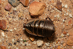 Megazosteria patula