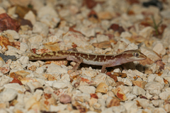 Lucasium immaculatum