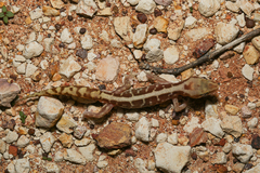 Lucasium immaculatum