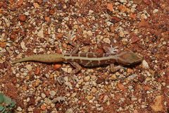 Lucasium immaculatum