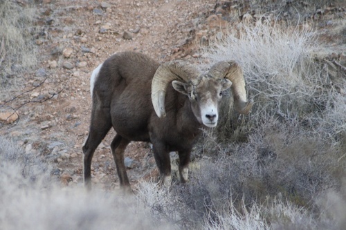 Bighorn Sheep