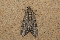 Agrius godarti
