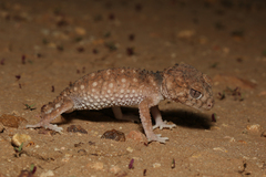 Nephrurus asper