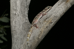 Oedura cincta