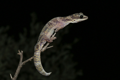 Oedura cincta