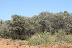 Acacia aneura